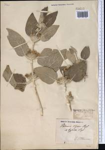 Phlomis olgae Regel, Middle Asia, Pamir & Pamiro-Alai (M2)