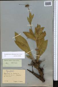 Solenanthus turkestanicus (Regel & Smirn.) Kusn., Middle Asia, Karakum (M6) (Turkmenistan)