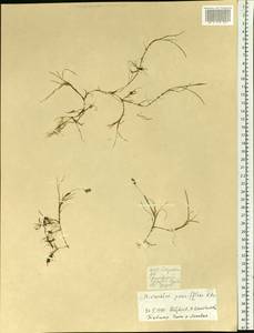 Anthoxanthum arcticum Veldkamp, Siberia, Central Siberia (S3) (Russia)