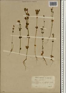 Blackstonia perfoliata, South Asia, South Asia (Asia outside ex-Soviet states and Mongolia) (ASIA) (Turkey)