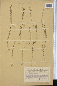 Veronica verna L., Middle Asia, Western Tian Shan & Karatau (M3) (Kazakhstan)