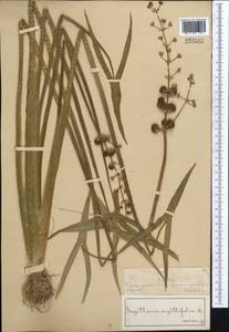 Sagittaria sagittifolia L., Middle Asia, Muyunkumy, Balkhash & Betpak-Dala (M9) (Kazakhstan)