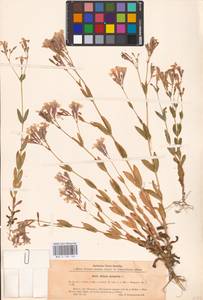 Atocion armeria (L.) Raf., Eastern Europe, Belarus (E3a) (Belarus)