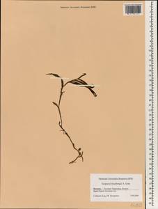 Epipactis thunbergii A.Gray, South Asia, South Asia (Asia outside ex-Soviet states and Mongolia) (ASIA) (Japan)