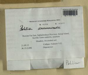 Pohlia drummondii (Müll. Hal.) A.L. Andrews, Bryophytes, Bryophytes - Russian Far East (excl. Chukotka & Kamchatka) (B20) (Russia)