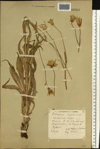 Pseudopodospermum hispanicum subsp. hispanicum, Eastern Europe, Rostov Oblast (E12a) (Russia)