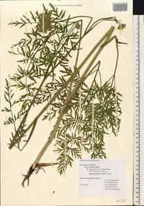 Silphiodaucus prutenicus subsp. prutenicus, Eastern Europe, Central region (E4) (Russia)