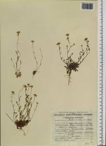 Arabidopsis lyrata subsp. petraea (L.) O'Kane & Al-Shehbaz, Siberia, Chukotka & Kamchatka (S7) (Russia)