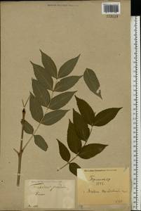 Fraxinus angustifolia subsp. oxycarpa (M.Bieb. ex Willd.) Franco & Rocha Afonso, Eastern Europe, North Ukrainian region (E11) (Ukraine)