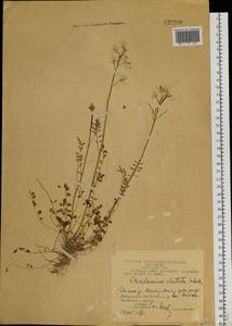 Cardamine pratensis subsp. dentata (Schult.) Celak., Siberia, Chukotka & Kamchatka (S7) (Russia)