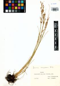 Juncus compressus Jacq., Siberia, Baikal & Transbaikal region (S4) (Russia)