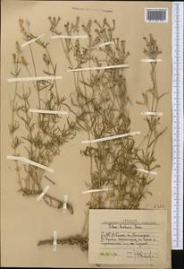 Silene brahuica Boiss., Middle Asia, Western Tian Shan & Karatau (M3) (Uzbekistan)