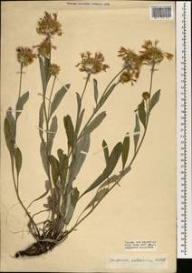 Psephellus pulcherrimus (Willd.) Wagenitz, South Asia, South Asia (Asia outside ex-Soviet states and Mongolia) (ASIA) (Turkey)