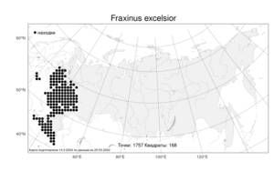 Fraxinus excelsior L., Atlas of the Russian Flora (FLORUS) (Russia)