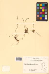 Arabidopsis lyrata subsp. kamchatica (Fisch. ex DC.) O'Kane & Al-Shehbaz, Siberia, Chukotka & Kamchatka (S7) (Russia)