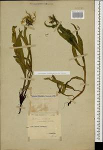 Centaurea cheiranthifolia Willd., Caucasus, Stavropol Krai, Karachay-Cherkessia & Kabardino-Balkaria (K1b) (Russia)