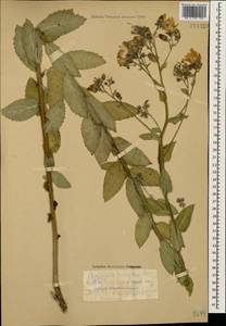Campanula lactiflora M.Bieb., Caucasus, Stavropol Krai, Karachay-Cherkessia & Kabardino-Balkaria (K1b) (Russia)