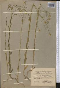 Neslia paniculata subsp. thracica (Velen.) Bornm., Middle Asia, Western Tian Shan & Karatau (M3) (Uzbekistan)