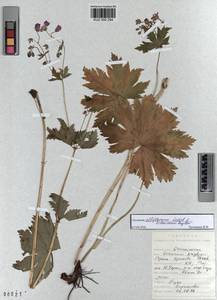 KUZ 000 294, Geranium albiflorum Ledeb., Siberia, Altai & Sayany Mountains (S2) (Russia)
