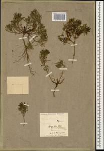 Ajuga chamaepitys subsp. chia (Schreb.) Arcang., Caucasus, North Ossetia, Ingushetia & Chechnya (K1c) (Russia)