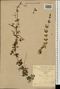 Galium aparine L., Caucasus, Georgia (K4) (Georgia)