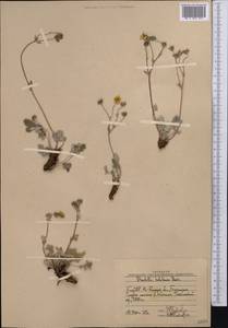 Potentilla hololeuca Boiss., Middle Asia, Western Tian Shan & Karatau (M3) (Uzbekistan)