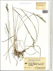 Poa angustifolia L., Caucasus, Dagestan (K2) (Russia)