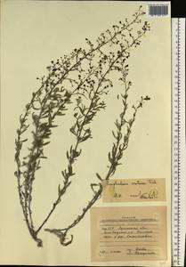 Scrophularia cretacea Fisch., Eastern Europe, North Ukrainian region (E11) (Ukraine)