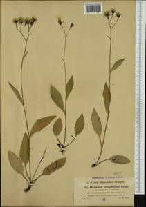 Hieracium umbrosum subsp. crepidifolium (Arv.-Touv.) Gottschl., Western Europe (EUR) (Italy)