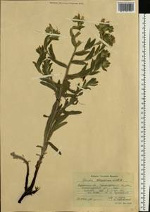 Onosma borysthenica Klokov, Eastern Europe, South Ukrainian region (E12) (Ukraine)