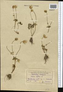 Anemone petiolulosa Juz., Middle Asia, Western Tian Shan & Karatau (M3) (Kazakhstan)