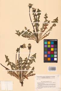 Taraxacum stenoglossum Brenner, Eastern Europe, North-Western region (E2) (Russia)