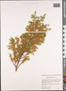 Juniperus communis var. saxatilis Pall., Siberia, Russian Far East (S6) (Russia)