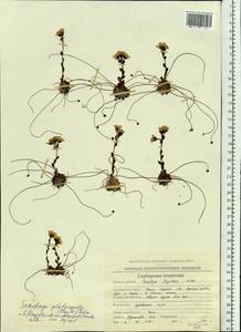 Saxifraga platysepala (Trautv.) Tolm., Siberia, Chukotka & Kamchatka (S7) (Russia)