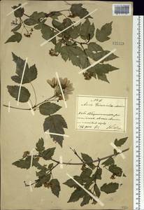 Acer tataricum subsp. ginnala (Maxim.) Wesm., South Asia, South Asia (Asia outside ex-Soviet states and Mongolia) (ASIA) (China)