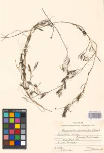 Ranunculus trichophyllus Chaix, Eastern Europe, Moscow region (E4a) (Russia)