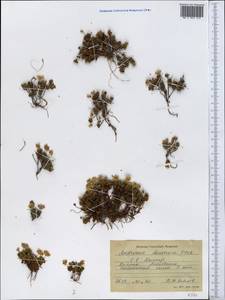 Androsace darvasica Ovcz., Middle Asia, Pamir & Pamiro-Alai (M2) (Tajikistan)