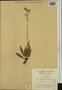 Pilosella bifurca (M. Bieb.) F. W. Schultz & Sch. Bip., Western Europe (EUR) (Hungary)