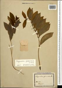 Polygonatum glaberrimum K.Koch, Caucasus, Georgia (K4) (Georgia)