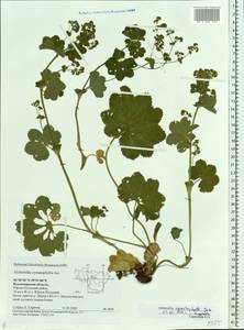 Alchemilla cymatophylla Juz., Eastern Europe, Central region (E4) (Russia)