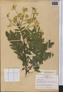 Styphnolobium japonicum (L.)Schott, America (AMER) (United States)