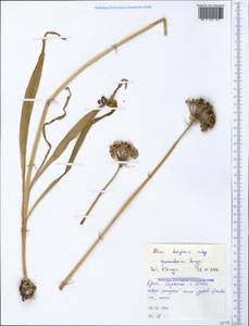 Allium decipiens subsp. quercetorum Seregin, Crimea (KRYM) (Russia)