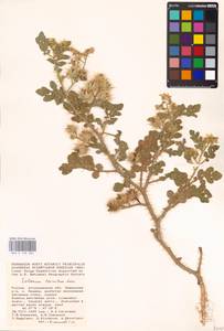 MHA 0 158 680, Solanum angustifolium Houst. ex Mill., Eastern Europe, Lower Volga region (E9) (Russia)
