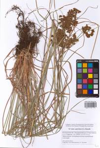 Scirpus cyperinus (L.) Kunth, Eastern Europe, Central forest region (E5) (Russia)