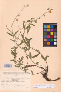 Helianthemum nummularium (L.) Mill., Eastern Europe, Western region (E3) (Russia)