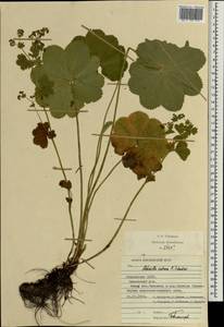 Alchemilla ventiana V. N. Tikhom., Eastern Europe, Middle Volga region (E8) (Russia)