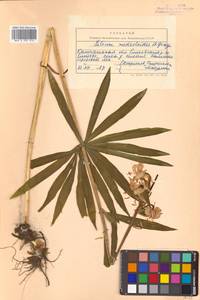 Lilium medeoloides A.Gray, Siberia, Chukotka & Kamchatka (S7) (Russia)