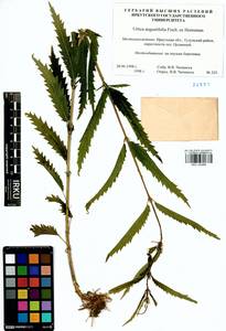 Urtica dioica var. holosericea Fr., Siberia, Baikal & Transbaikal region (S4) (Russia)