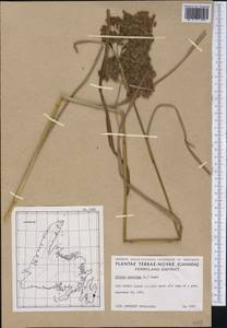 Scirpus cyperinus (L.) Kunth, America (AMER) (Canada)