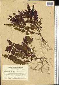 Veronica schmidtiana Regel, Siberia, Russian Far East (S6) (Russia)